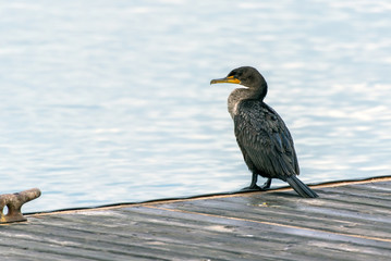 Double crested Cormorant marine bird perched on wooden dock along ocean surface wtih neck lowered into C shape.