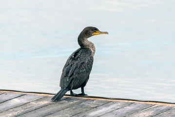 Double crested Cormorant marine bird perched on wooden dock along ocean surface while looking to right.