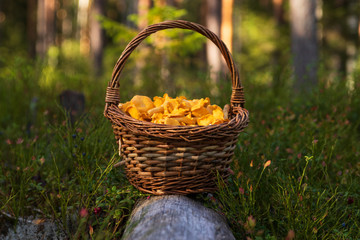 Fototapeta na wymiar Basket filled with chanterelle mushrooms on a log in a forest with sunshine behind