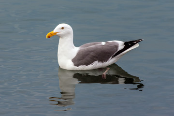 Seagull keeping alert eyes up while swimming along ocean surface with his reflection.