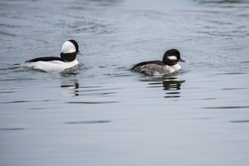 Female Bufflehead marine bird swimming ahead of her mate with reflected image in ocean surface.