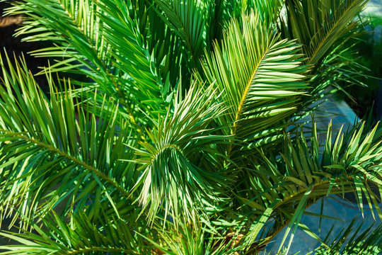green branches of palm trees close-up