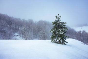 trees in snow