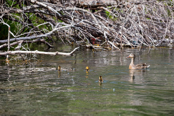 Lower Deschutes River Oregon Fly Fishing Trip in May