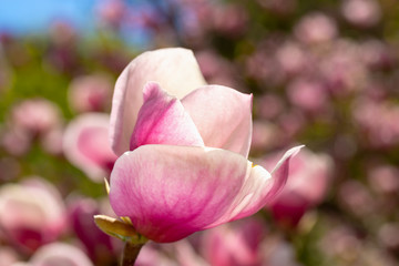 pink magnolia flower