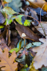 mushroom