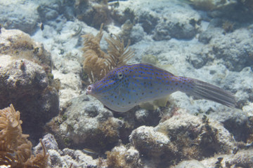Naklejka na ściany i meble Scrawled Filefish on Coral Reef