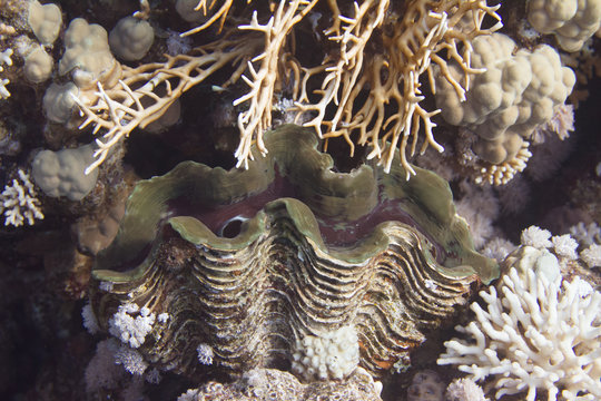 Fluted Giant Clam (Tridacna squamosa) in Red Sea