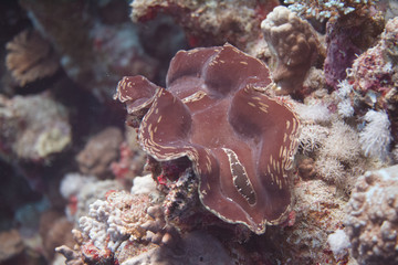 Fluted Giant Clam (Tridacna squamosa) in Red Sea