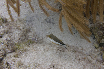 Sharpnose Puffer on Coral Reef