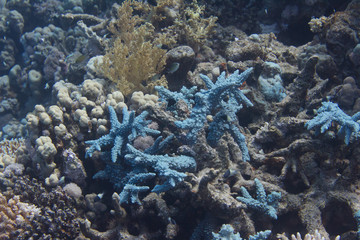 Fototapeta na wymiar Blue Acropora Hemprichii Coral in Red Sea