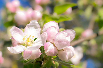 Obraz premium cute color of apple trees in spring. macro. spring background. space for text