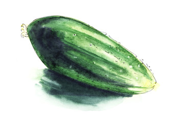 Juicy ripe green cucumber. Hand-drawn watercolor paper on wet paper