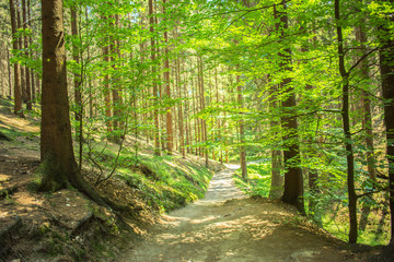Obraz premium Forest at bohemian sqitzerland national park