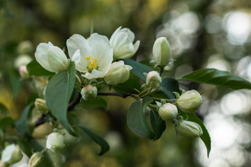 Spring flowering trees. Flowering branch. White flowers of apple.