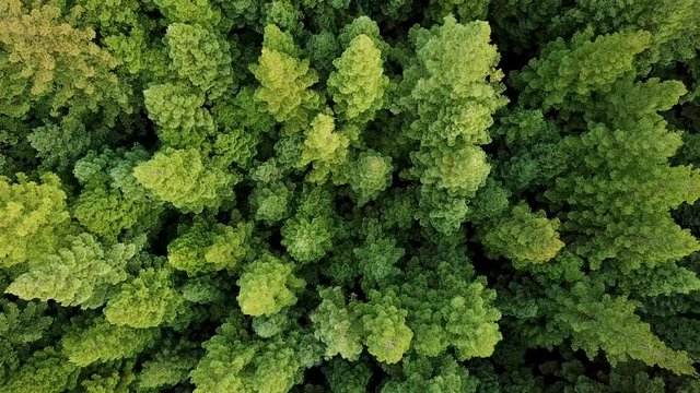 AERIAL footage of sunlit Californian Redwood (Sequoia sempervirens) forest with bright green foliage. Camera pulls away vertically.