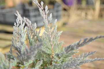 juniperus horizontalis blue chip