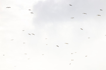Flock of seagull birds flying in the sky during a stormy day in Algarve, southern Portugal. 