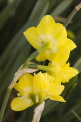 back of daffodils