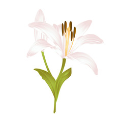 Obraz premium Lily white Lilium candidum fourth a white flower with leaves on a white background vector illustration editable Hand drawn