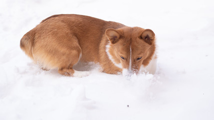 corgi dog pet