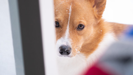 corgi dog pet