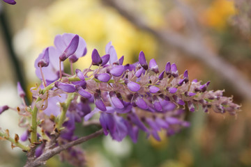 wisteria close