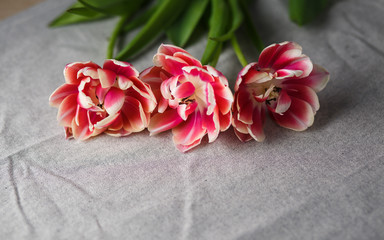 tulips on the gray linen background