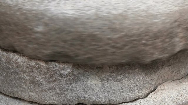Close-up footage of medieval hand-driven millstone grinding wheat. The ancient Quern stone hand mill with grain. The man grinds the grain into flour with the help of a millstone. Men's hands on a