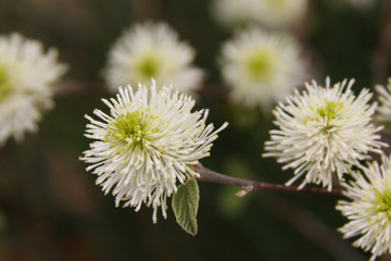 fothergilla