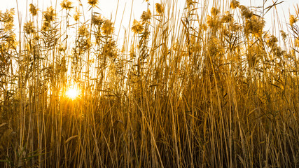 dry pampas grass in the sunset with the sun in the middle and gold colour