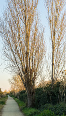 trail path to walk and a tree with the sunset light
