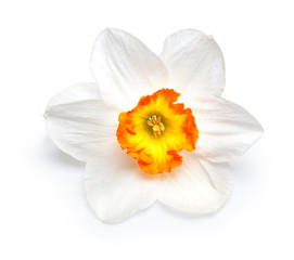 Obraz na płótnie Canvas Flower of a daffodil
