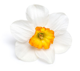 Naklejka na ściany i meble Flower of a daffodil