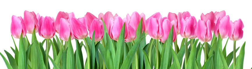  tulips  isolated on white