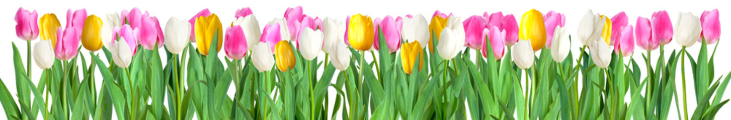 tulips isolated on white