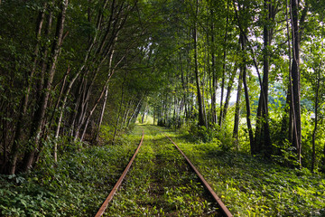 Train tracks inside a forest that has grown to a tunnel around them. Trolley available to ride along the tracks and back. Shot during summer on a warm day in southern Sweden. 