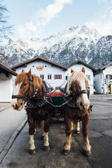 Fototapeta na wymiar A couple of horses standing in old town street with Alps on background in Mittenwald, Germany