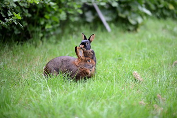 zauberhafte Kaninchen spielen wild auf der sommer wiese
