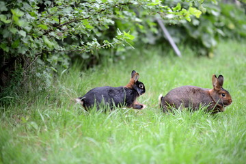 Osterkarte mit Ostermotiv Seitenansicht vom Osterhasen auf der Wiese am Fliehen. Kaninchen einheimisch in deutscher Heimat