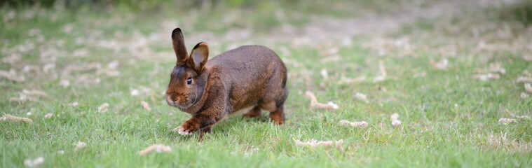 Osterkarte mit Ostermotiv Seitenansicht vom Osterhasen auf der Wiese am Fliehen