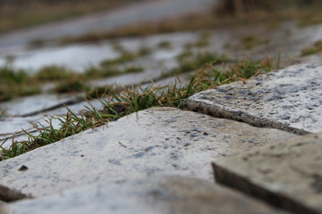 grass out of stone