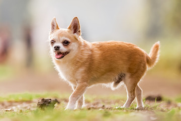 Naklejka na ściany i meble Chihuahua playing in the park