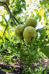 Unripe green tomatoes in a home garden in Poland
