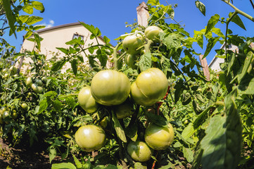 Unripe green tomatoes in a home garden in Poland
