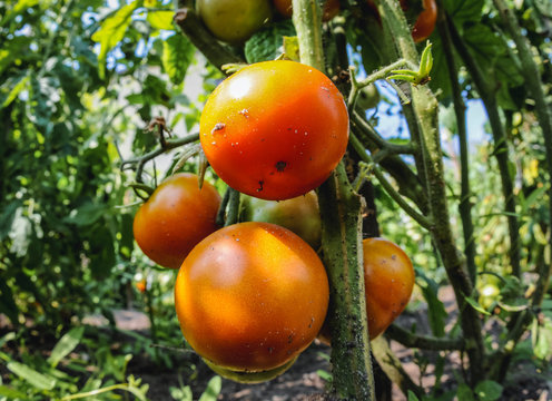 Ripe tomatoes in a home garden in Poland