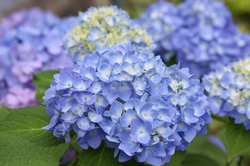 blue hydrangea