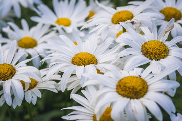 Oxeeyes daisies flowers, latin name Leucanthemum vulgare
