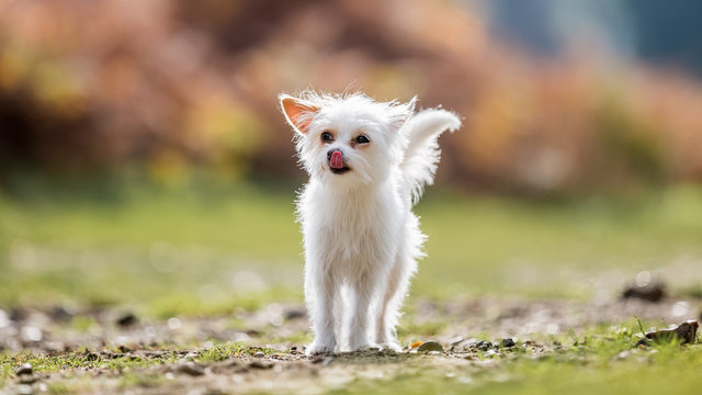 Small white dog in the countryside