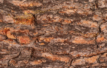pine bark texture